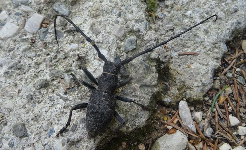 Morimus asper asper (m. e f.) Cerambycidae